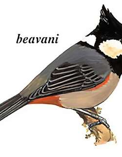 黑冠山雀 / Rufous-vented Tit / Periparus rubidiventris