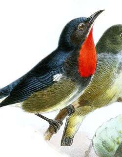 黑胁啄花鸟 / Black-sided Flowerpecker / Dicaeum monticolum