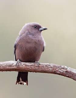 暗燕鵙 / Dusky Woodswallow / Artamus cyanopterus