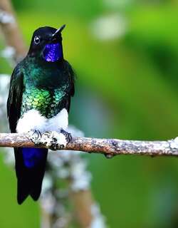 紫颏毛腿蜂鸟 / Glowing Puffleg / Eriocnemis vestita