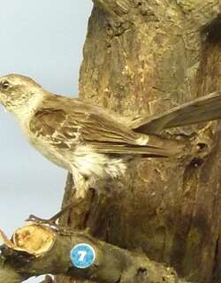索科罗嘲鸫 / Socorro Mockingbird / Mimus graysoni