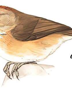 黄喉穗鹛 / Buff-chested Babbler / Cyanoderma ambiguum
