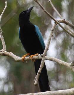 尤卡蓝鸦 / Yucatan Jay / Cyanocorax yucatanicus