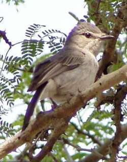 灰雀鹟 / Grey Tit-Flycatcher / Myioparus plumbeus