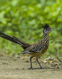 小走鹃 / Lesser Roadrunner / Geococcyx velox