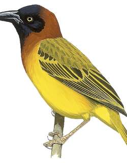 大织雀 / Giant Weaver / Ploceus grandis