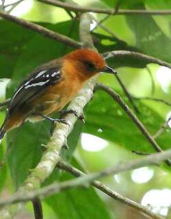 亚马孙蚁鵙 / Amazonian Antshrike / Thamnophilus amazonicus