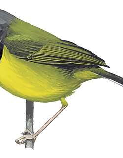 莫桑比克娇莺 / Namuli Apalis / Apalis lynesi