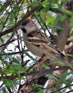 丛林麻雀 / Sind Sparrow / Passer pyrrhonotus