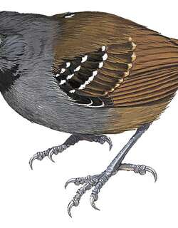 马格达莱纳蚁鸟 / Magdalena Antbird / Sipia palliata
