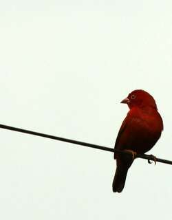 黑腹火雀 / Black-bellied Firefinch / Lagonosticta rara