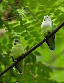 灰头牡丹鹦鹉 / Grey-headed Lovebird / Agapornis canus