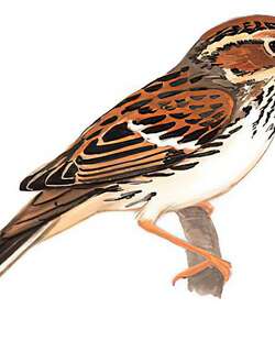小鹀 / Little Bunting / Emberiza pusilla