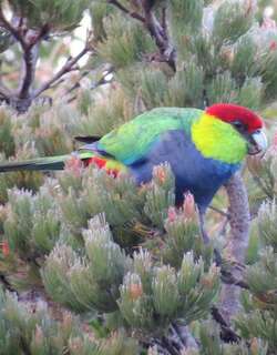 红顶鹦鹉 / Red-capped Parrot / Purpureicephalus spurius