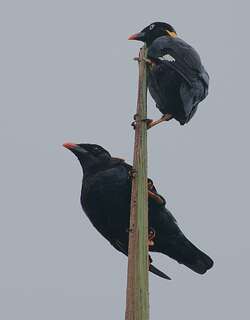 斯里兰卡鹩哥 / Sri Lanka Hill Myna / Gracula ptilogenys