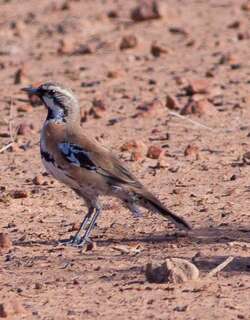 桂红鹑鸫 / Cinnamon Quail-thrush / Cinclosoma cinnamomeum