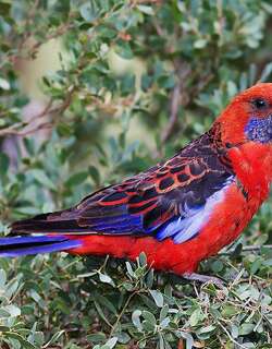 红玫瑰鹦鹉 / Crimson Rosella / Platycercus elegans