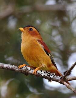 黑顶娇鹟 / Black-capped Piprites / Piprites pileata