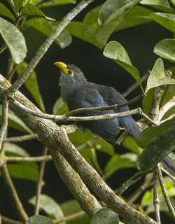 黄嘴鹃 / Blue Malkoha / Ceuthmochares aereus