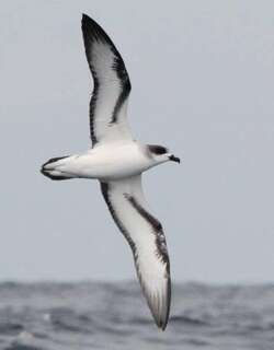 留尼汪圆尾鹱 / Barau’s Petrel / Pterodroma baraui