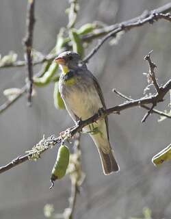 萨氏丝雀 / Salvadori’s Seedeater / Crithagra xantholaema