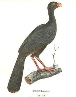 无冠盔嘴雉 / Crestless Curassow / Mitu tomentosum