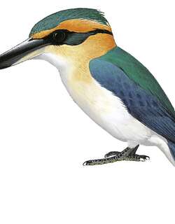库克岛翡翠 / Mewing Kingfisher / Todiramphus ruficollaris