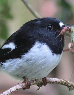 雀鸲鹟 / Tomtit / Petroica macrocephala