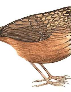 短尾鹪鹛 / Streaked Wren-Babbler / Gypsophila brevicaudata