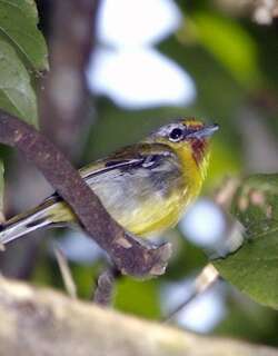 颤声栗额鵙鹛 / Trilling Shrike-babbler / Pteruthius aenobarbus