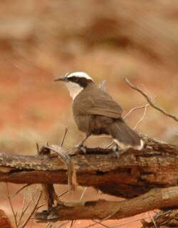 哈氏弯嘴鹛 / Hall’s Babbler / Pomatostomus halli