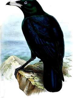 白嘴乌鸦 / White-billed Crow / Corvus woodfordi