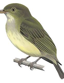 巴西霸娇鹟 / Wied’s Tyrant-Manakin / Neopelma aurifrons