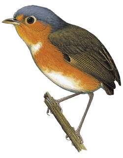 苏克雷蚁鸫 / Sucre Antpitta / Grallaricula cumanensis