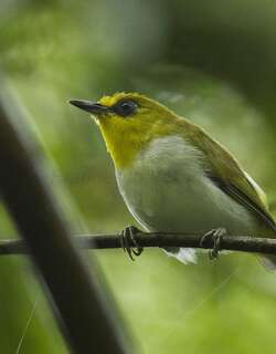 柠喉绣眼鸟 / Black-ringed White-eye / Zosterops anomalus