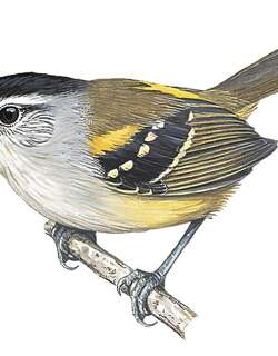 黄腰蚁鹩 / Yellow-rumped Antwren / Euchrepomis sharpei