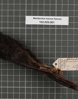暗寻蜜鸟 / Sooty Honeyeater / Melionyx fuscus