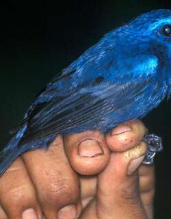 蓝黑彩鹀 / Blue-black Grosbeak / Cyanoloxia cyanoides