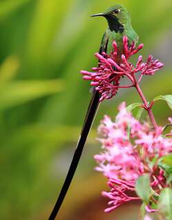 黑带尾蜂鸟 / Black-tailed Trainbearer / Lesbia victoriae