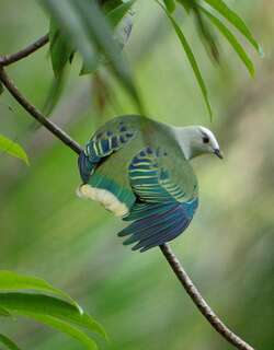 白顶果鸠 / White-capped Fruit Dove / Ptilinopus dupetithouarsii