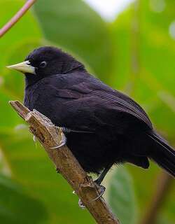 黄嘴酋长鹂 / Yellow-billed Cacique / Amblycercus holosericeus