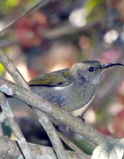 白胁太阳鸟 / White-flanked Sunbird / Aethopyga eximia