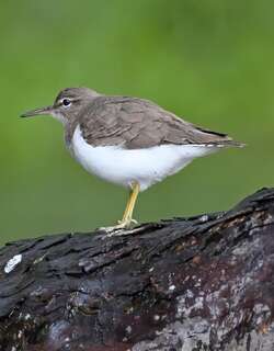 斑腹矶鹬 / Spotted Sandpiper / Actitis macularius