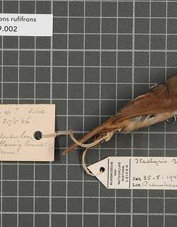 德氏穗鹛 / Deignan’s Babbler / Stachyridopsis rodolphei