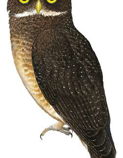 斑鹰鸮 / Speckled Boobook / Ninox punctulata