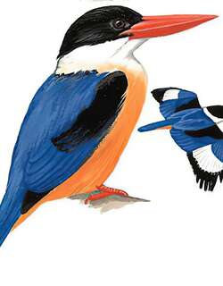 蓝翡翠 / Black-capped Kingfisher / Halcyon pileata