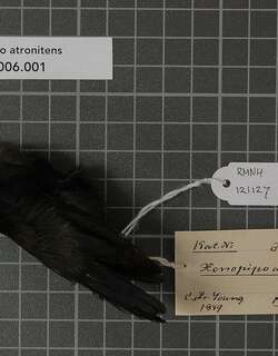 黑娇鹟 / Black Manakin / Xenopipo atronitens