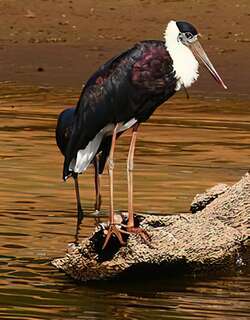 白颈鹳 / Woolly-necked Stork / Ciconia episcopus