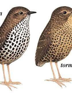 小鳞胸鹪鹛 / Pygmy Cupwing / Pnoepyga pusilla