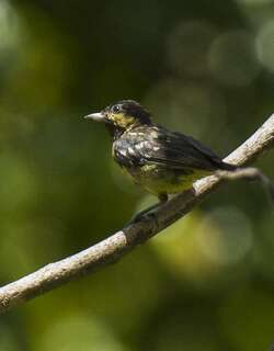 丽色山雀 / Elegant Tit / Pardaliparus elegans